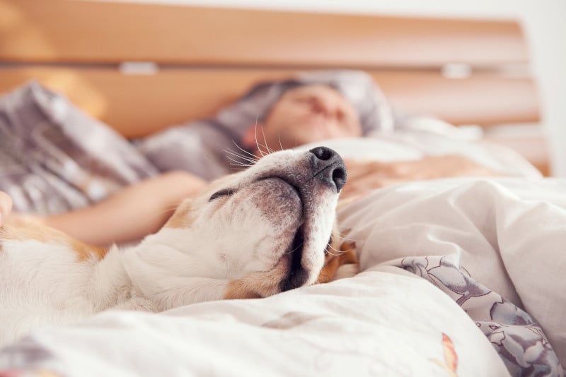 multi sleep